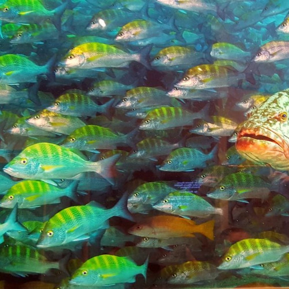 JUST KEEP SWIMMING ~ 8" X 10"